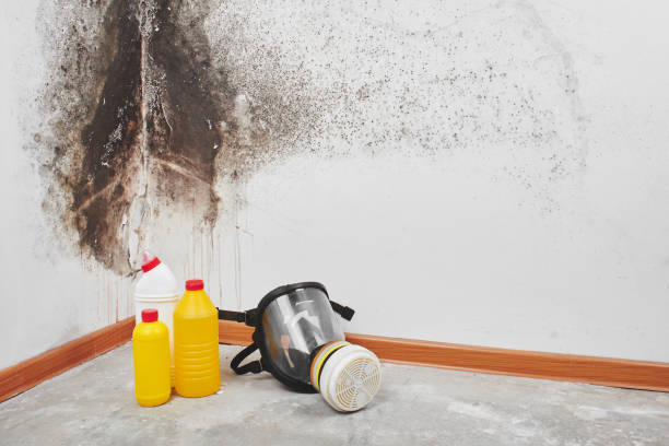 Best Attic Mold Removal  in Brainerd, MN