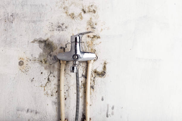 Best Emergency Mold Removal  in Brainerd, MN