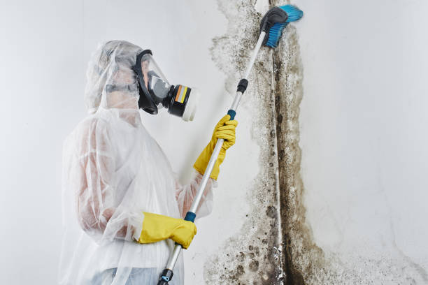 Home Mold Removal in Brainerd, MN