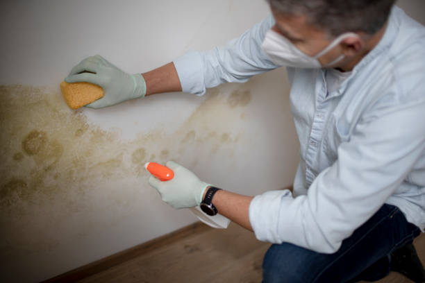 Best Attic Mold Removal  in Brainerd, MN