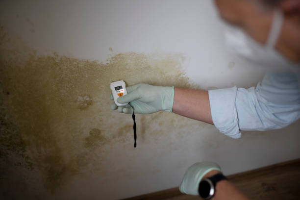 Crawl Space Mold Removal in Brainerd, MN
