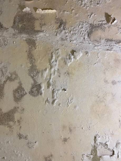 Best Commercial Mold Removal  in Brainerd, MN