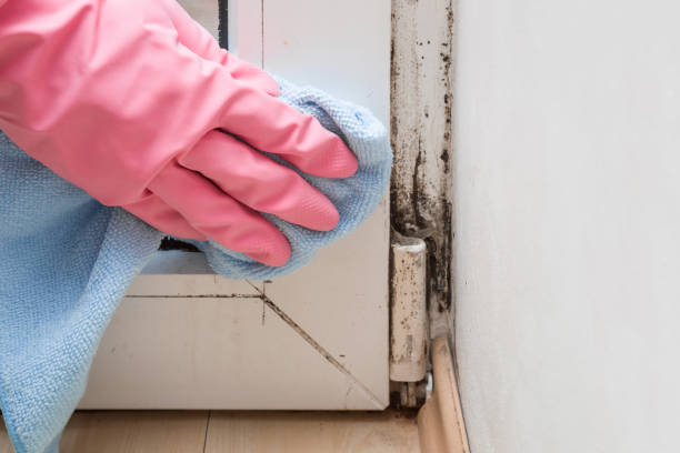 Best Toxic Mold Removal  in Brainerd, MN